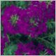 Verbena-Babylon-'Blue'-PW